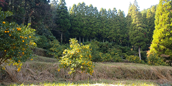 MIFUKUAN　柚子園